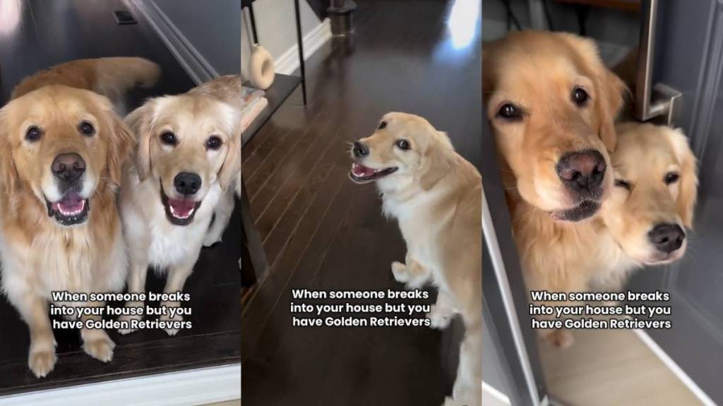 Video: Owner Shows What Breaking Into a House With Golden Retrievers May Look Like
