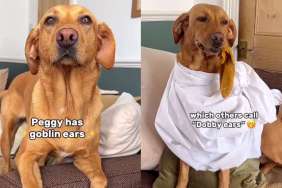 Video: Dog’s ‘Dobby Ears’ Are a Sign of How Happy She Is