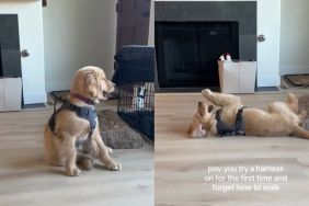 Video: Owner Reveals Puppy’s Dramatic Reaction To Wearing Harness for First Time