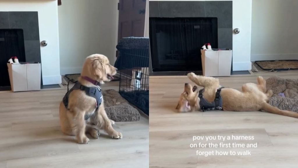 Video: Owner Reveals Puppy’s Dramatic Reaction To Wearing Harness for First Time