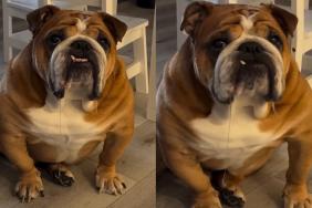 Bulldog & His Drool Interrupt Owner Trying To Eat Dinner in Peace in This Hilarious Video