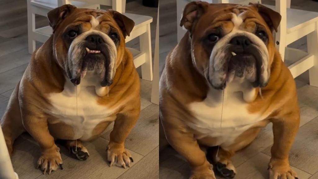 Bulldog & His Drool Interrupt Owner Trying To Eat Dinner in Peace in This Hilarious Video
