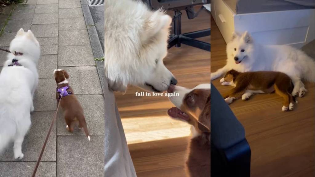 Video Shows Samoyed & Australian Shepherd Are Best of Friends