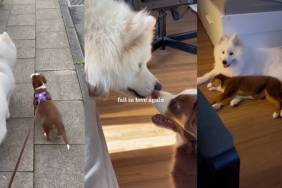 Video Shows Samoyed & Australian Shepherd Are Best of Friends