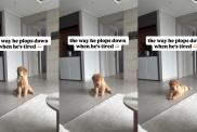Golden Retriever Puppy Plops Down When He's Tired in the Cutest Video Online
