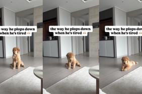 Golden Retriever Puppy Plops Down When He's Tired in the Cutest Video Online
