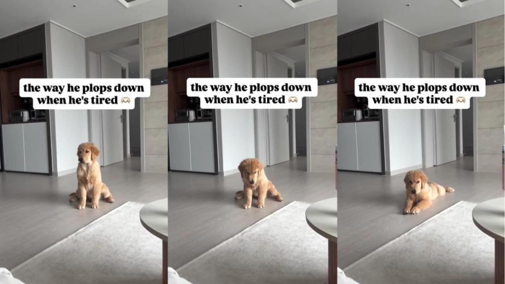 Golden Retriever Puppy Plops Down When He's Tired in the Cutest Video Online