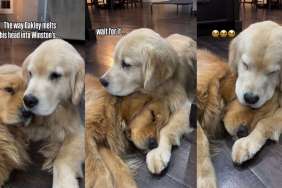 Golden Retriever Brothers Snuggle Together in Wholesome Video & It's a Sight for Sore Eyes