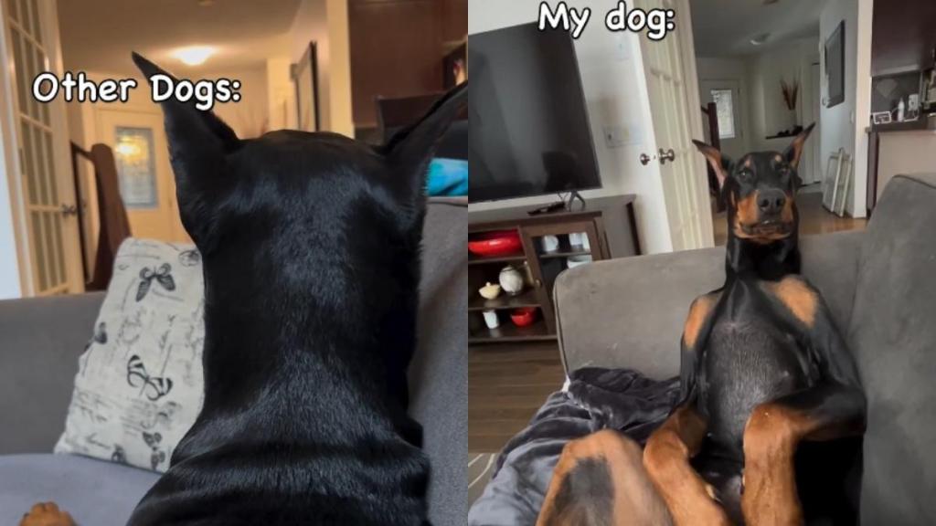 Video: Doberman’s Funny Way of Sitting With Owner Goes Viral