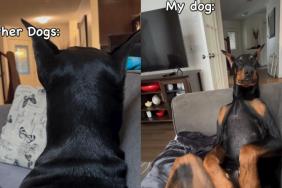 Video: Doberman’s Funny Way of Sitting With Owner Goes Viral
