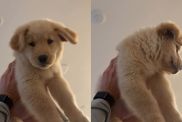 Dad Puts Golden Retriever Puppy in Air Jail in Adorable Video