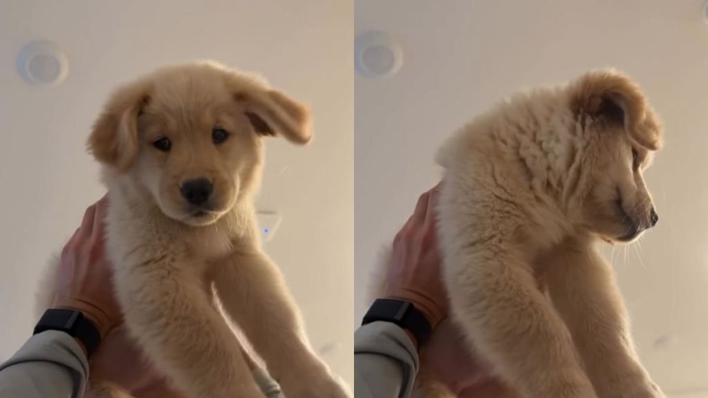 Dad Puts Golden Retriever Puppy in Air Jail in Adorable Video