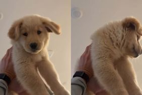 Dad Puts Golden Retriever Puppy in Air Jail in Adorable Video