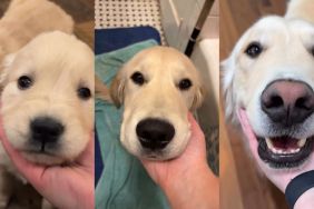 From Pup to Adult: Golden Retriever Growing Up Makes Owner Emotional in Viral Video