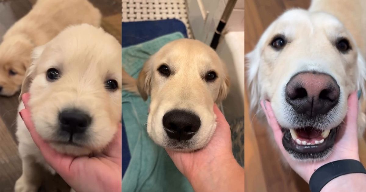 Golden Retriever Growing Up Makes Owner Emotional in Viral Video
