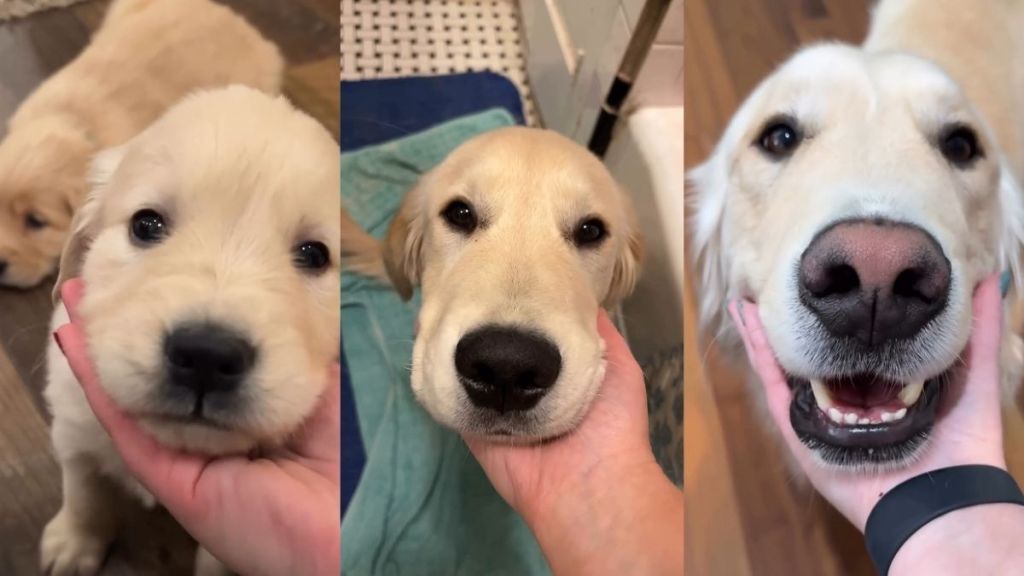 From Pup to Adult: Golden Retriever Growing Up Makes Owner Emotional in Viral Video