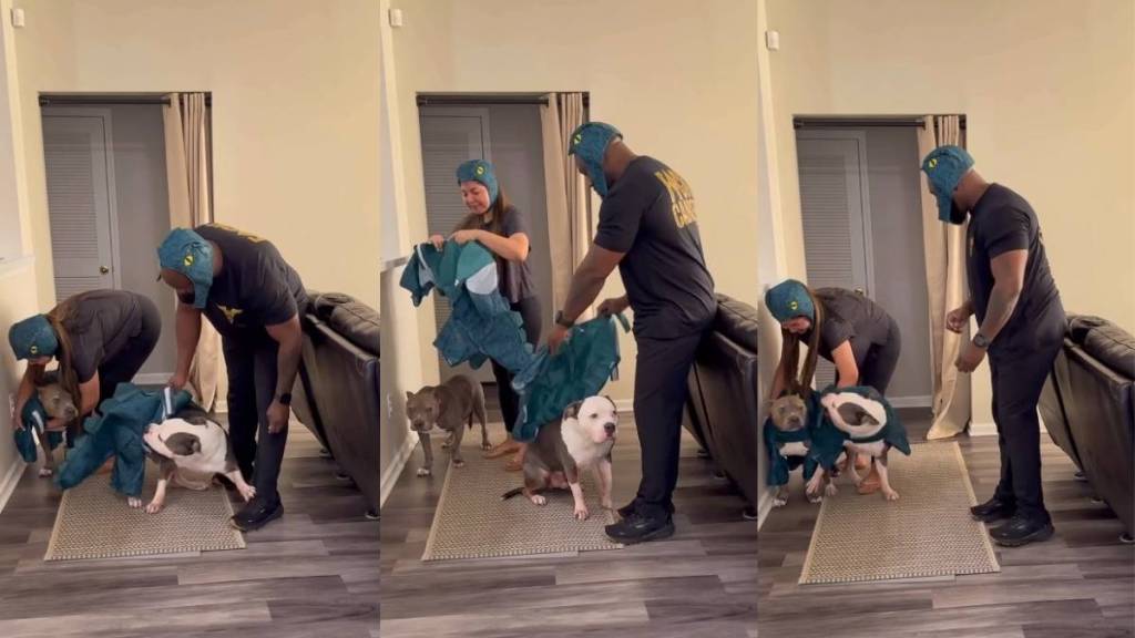 Video: Dressing Dogs for Halloween Is Both Calm & Chaotic