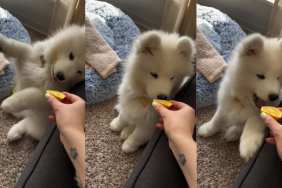 Video Shows Samoyed Puppy First Time Experiencing 'Spicy Yellow Thing' & It's Only Lemon