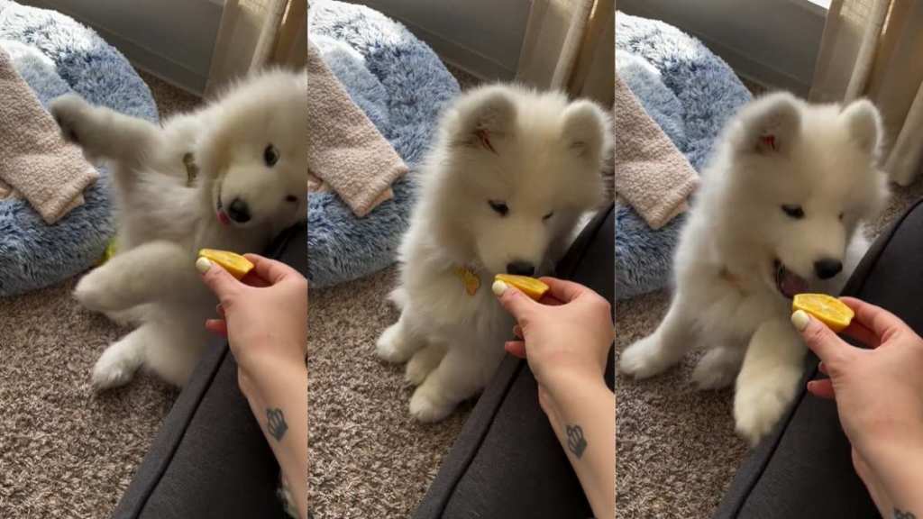 Video Shows Samoyed Puppy First Time Experiencing 'Spicy Yellow Thing' & It's Only Lemon