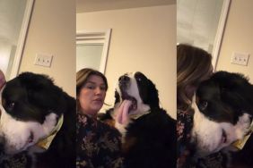Video: Bernese Mountain Dog’s Response to Owner Asking 'Could We Get Any Closer?' Is Too Precious