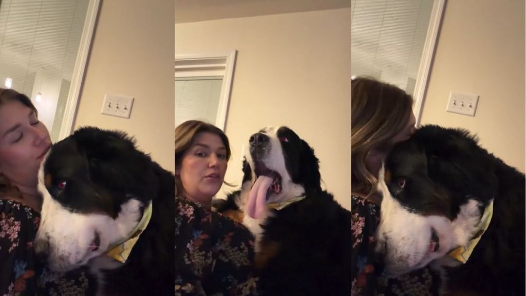 Video: Bernese Mountain Dog’s Response to Owner Asking 'Could We Get Any Closer?' Is Too Precious