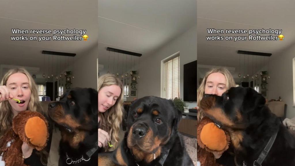 Video: Rottweiler Is Fooled by Owner’s ‘Reverse Psychology'
