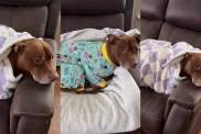 Video: Pit Bull Is Determined Not To Rest Until Owner Does This