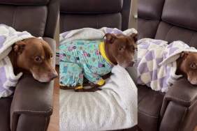 Video: Pit Bull Is Determined Not To Rest Until Owner Does This