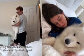 Video: Samoyed's Fluffy Cuddles Become Dog Dad's Solution to Brighten Mom's Day