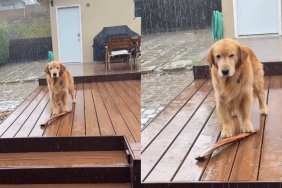 Video: Watch This Determined Golden Retriever Brave the Rain for His Stick