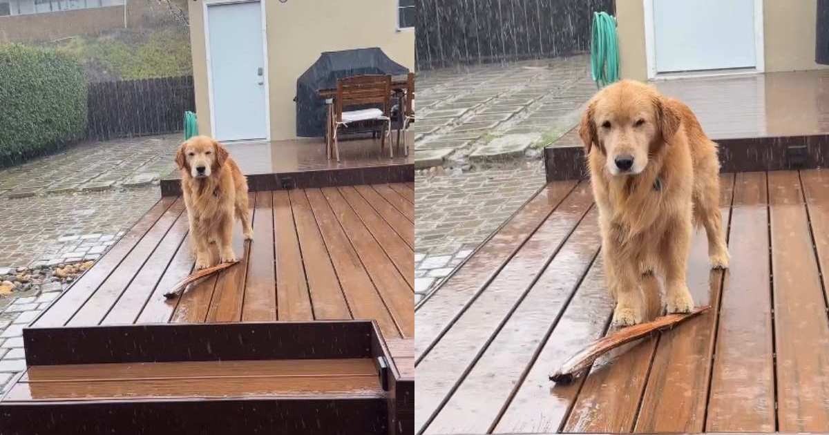 Video: Watch This Determined Golden Retriever Brave the Rain for His Stick