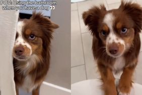 Video Shows Having a Dog Can Change Your Bathroom Routine
