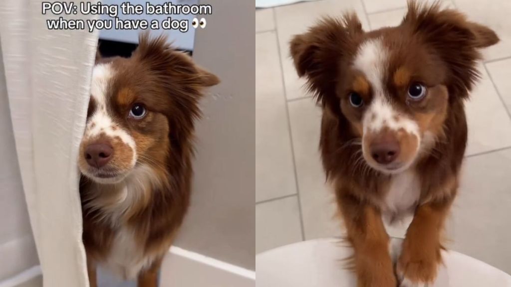 Video Shows Having a Dog Can Change Your Bathroom Routine