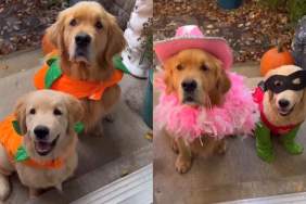 Golden Retriever Siblings Go Trick or Treating & Try To Pull off Halloween Heist in Throwback Video