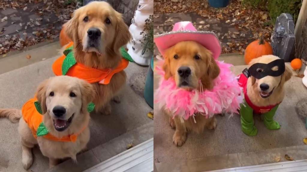 Golden Retriever Siblings Go Trick or Treating & Try To Pull off Halloween Heist in Throwback Video