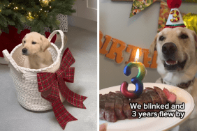 Video: Owner Recalls Dog as ‘Tiny Potato in Christmas Basket’ in Heartwarming Birthday Tribute