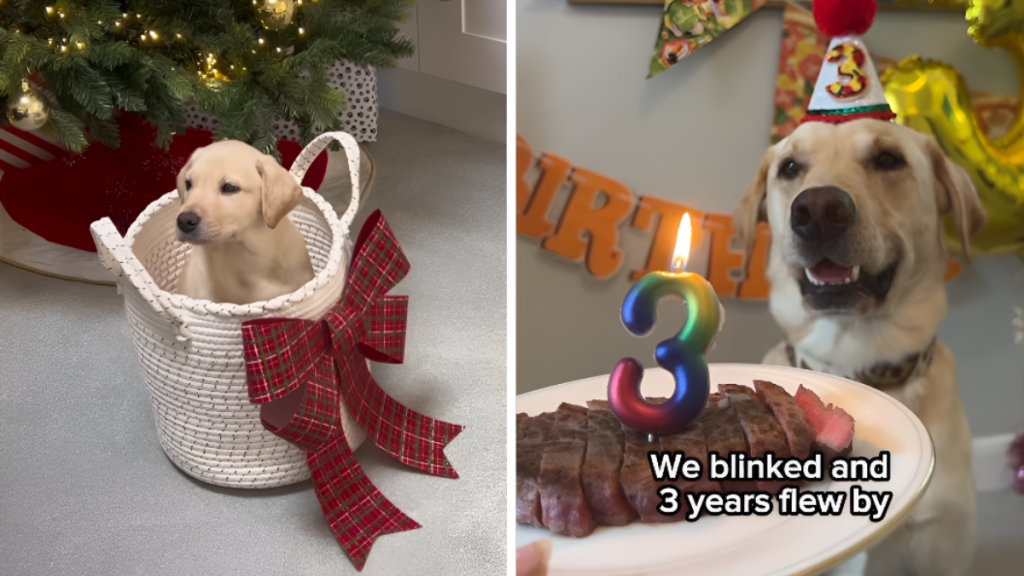 Video: Owner Recalls Dog as ‘Tiny Potato in Christmas Basket’ in Heartwarming Birthday Tribute