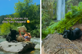 Video: Owner Rates Places Their Rescue Dog Has Napped & His Poses Are Worth a Watch