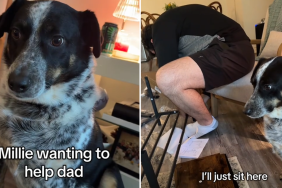 heeler video