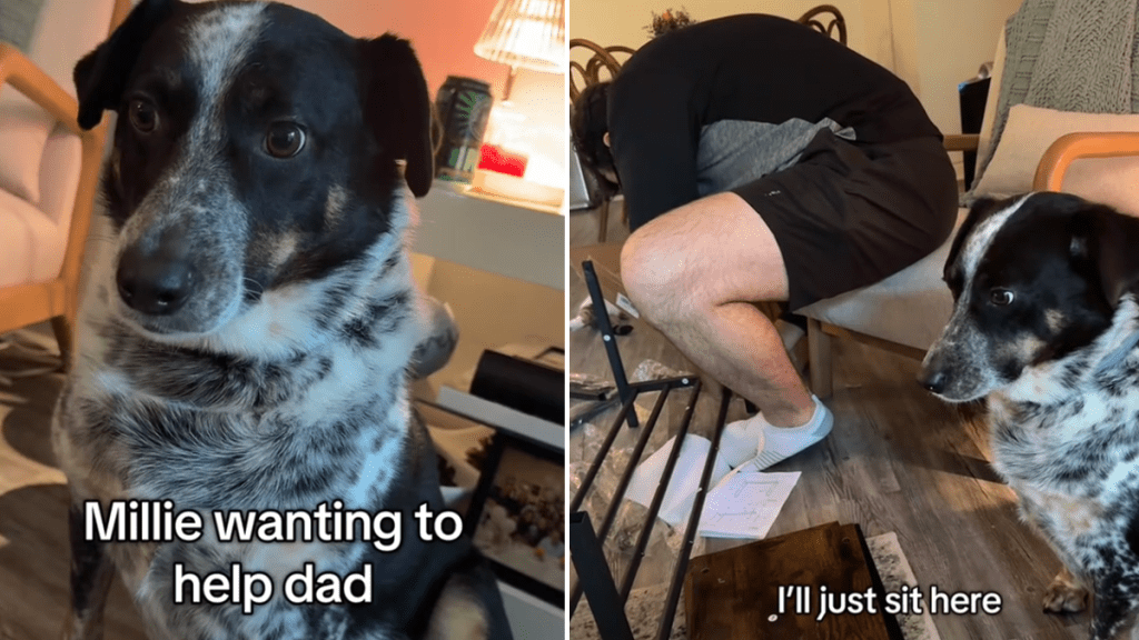 heeler video