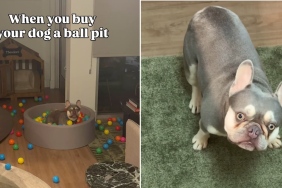 frenchie ball pit video