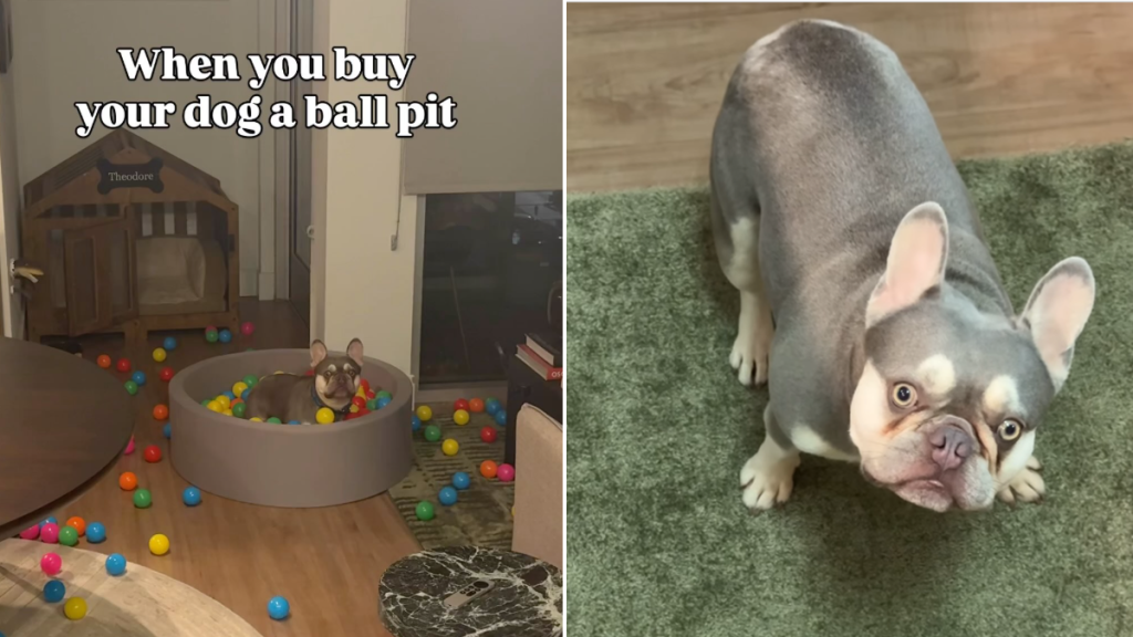frenchie ball pit video