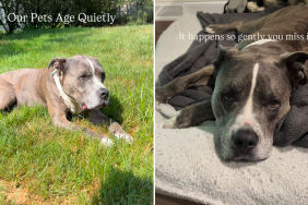senior pit bull video