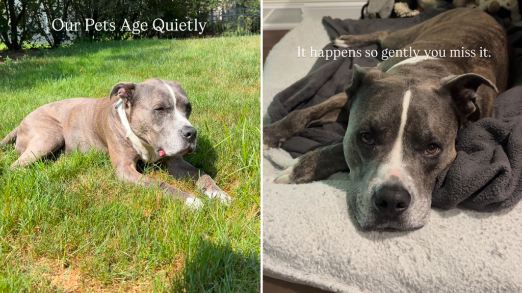 senior pit bull video