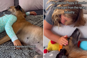 greyhound video