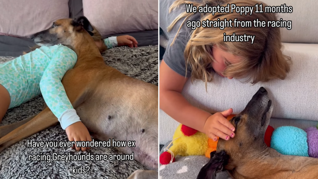greyhound video