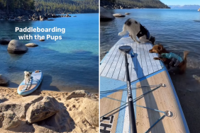 rescue puppy video