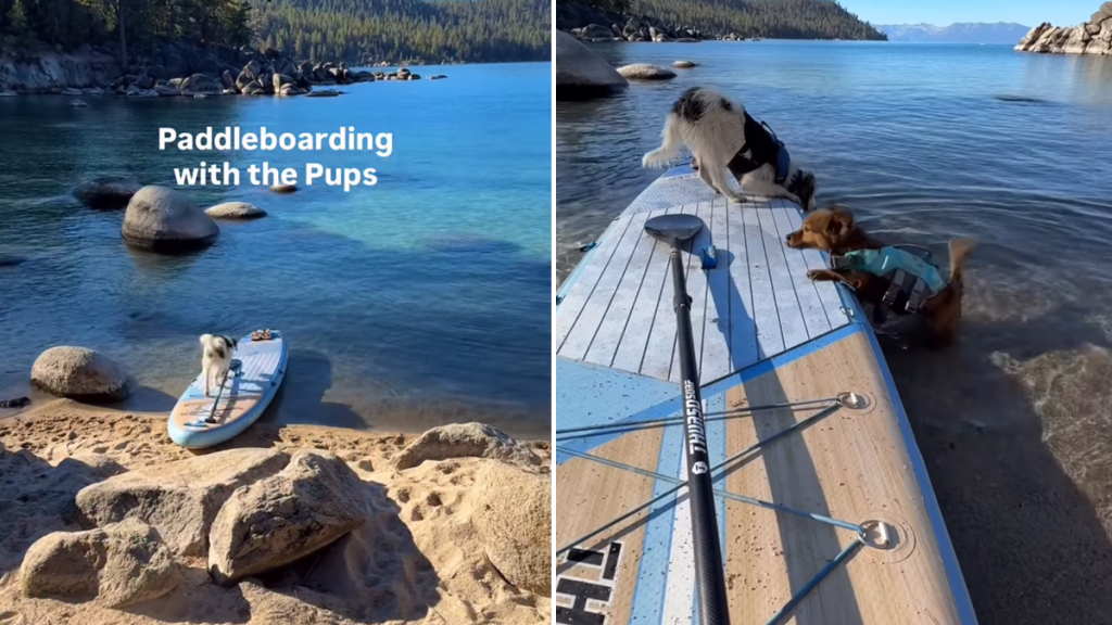 rescue puppy video