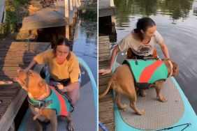 rescue dog paddleboard video