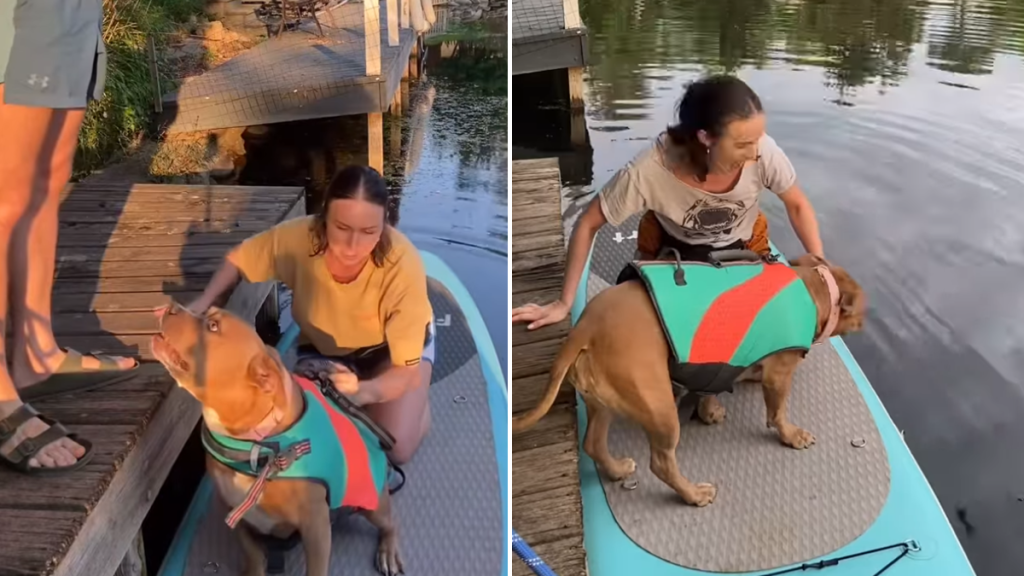 rescue dog paddleboard video